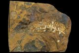Paleocene Fossil Fruit (Palaeocarpinus) - North Dakota #96944-1
